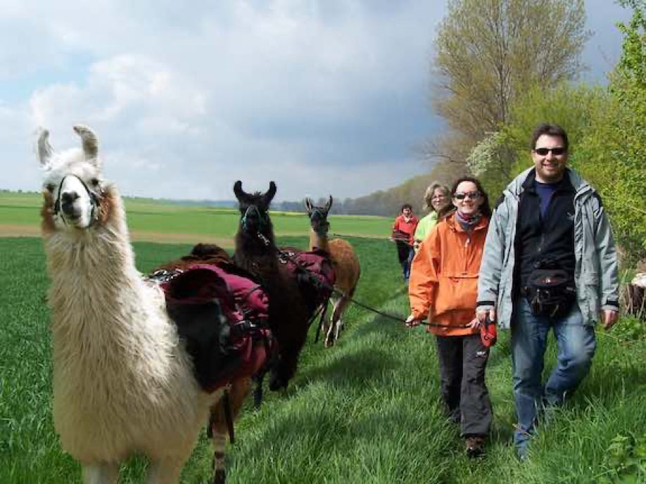 Lama- und Alpakawandern in Rheinhessen. Mit Lamas und Alpakas einen unvergesslichen Tag erleben.